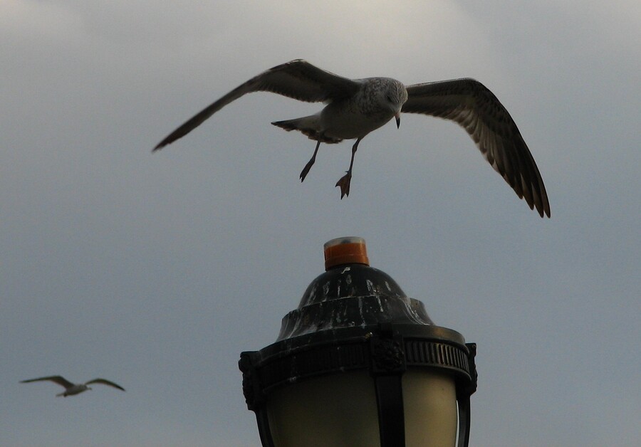 Seagull