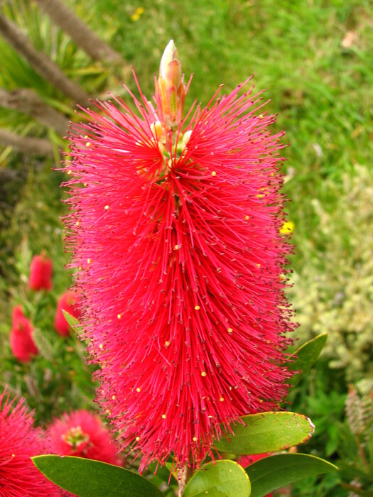 Pink Flower?