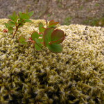 img_0105.jpg