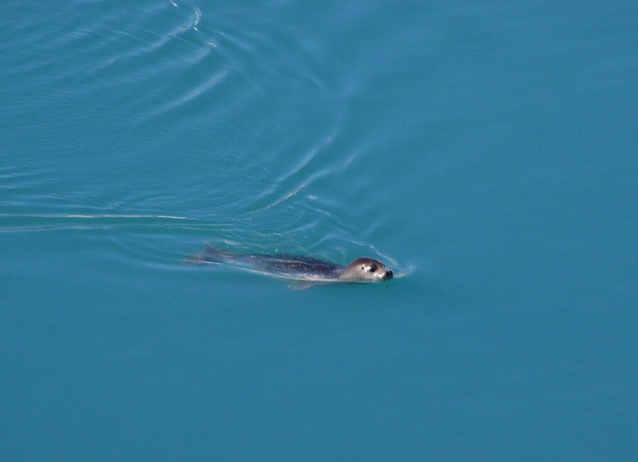A Seal in Jökulsárlón