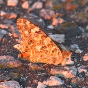 img_2883.jpg