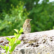 img_4966.jpg