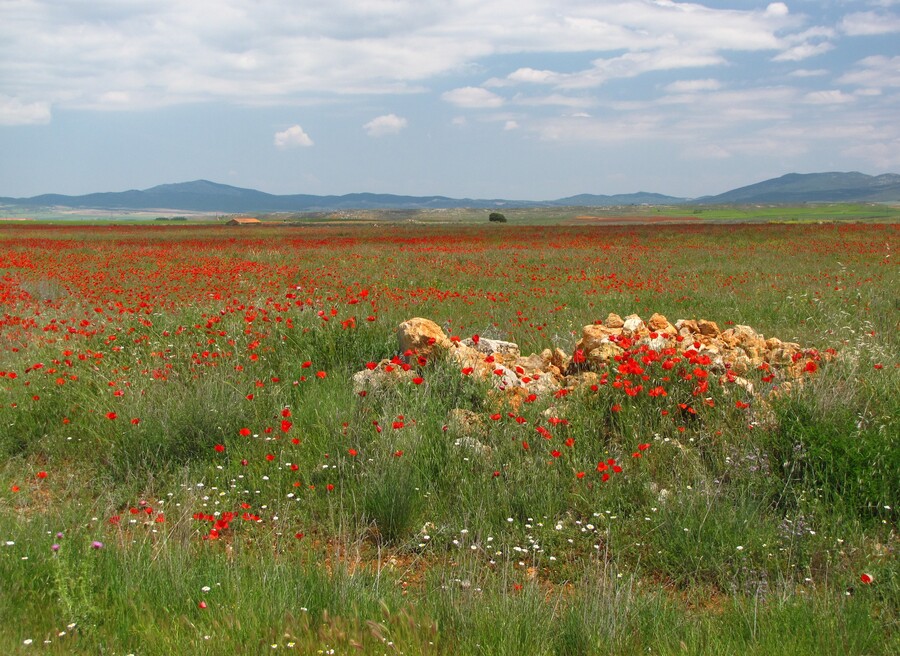 Poppies