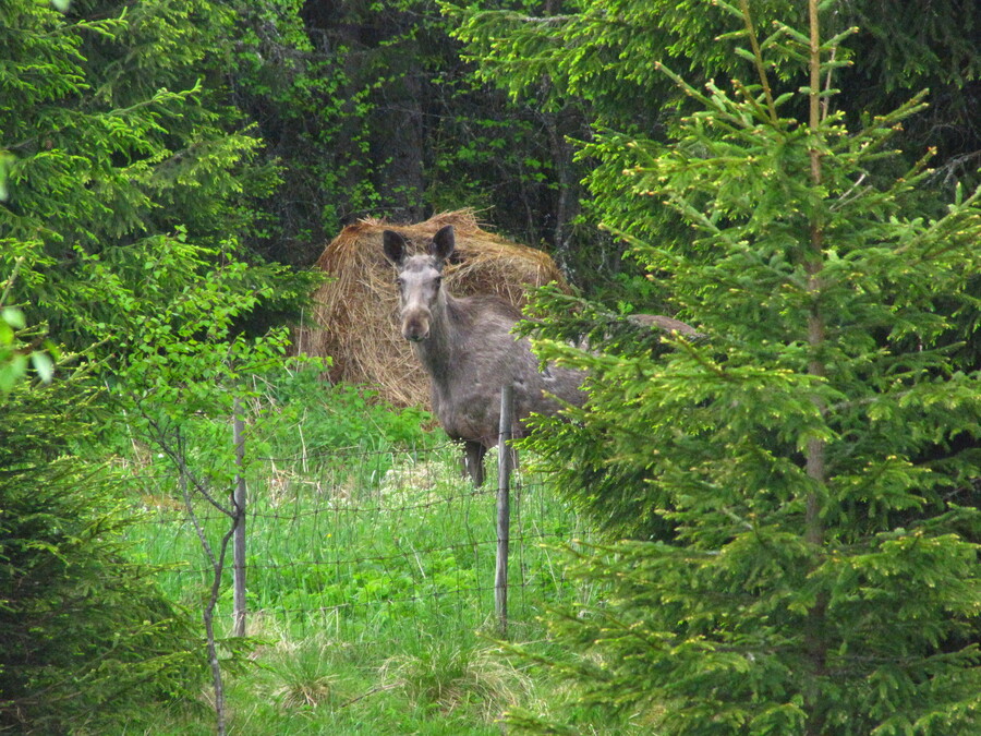 An Elk