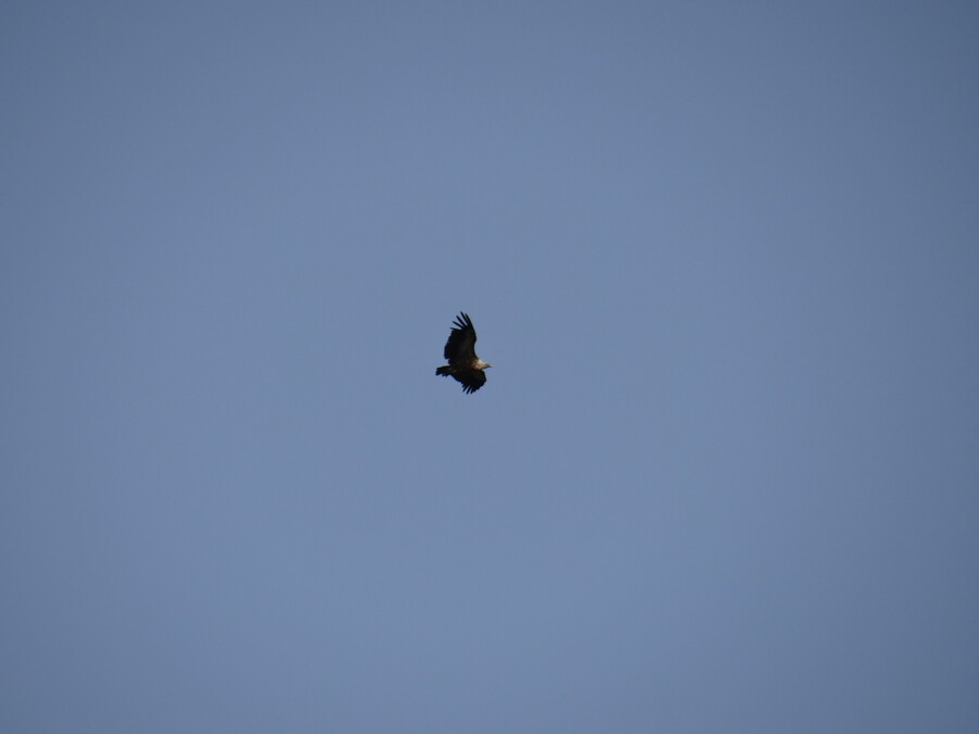 Vulture