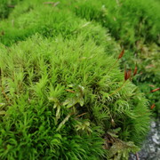 dsc03509.jpg