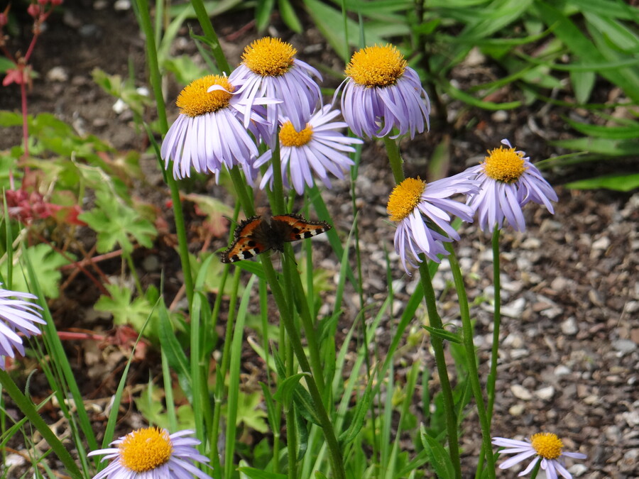Butterfly (Harz)