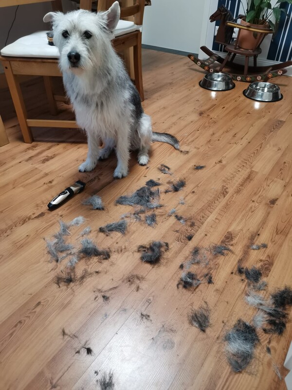 Tarly gets a haircut Tarly gets a haircut