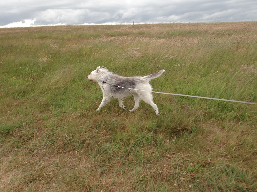 It's windy