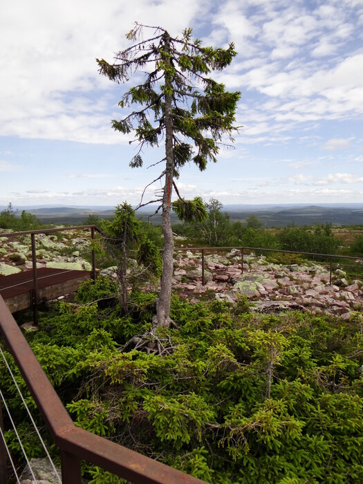 Old Tjikko