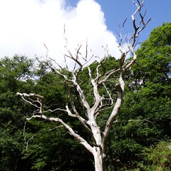2025-07-04_09-46-12_dsc-hx200v.jpg